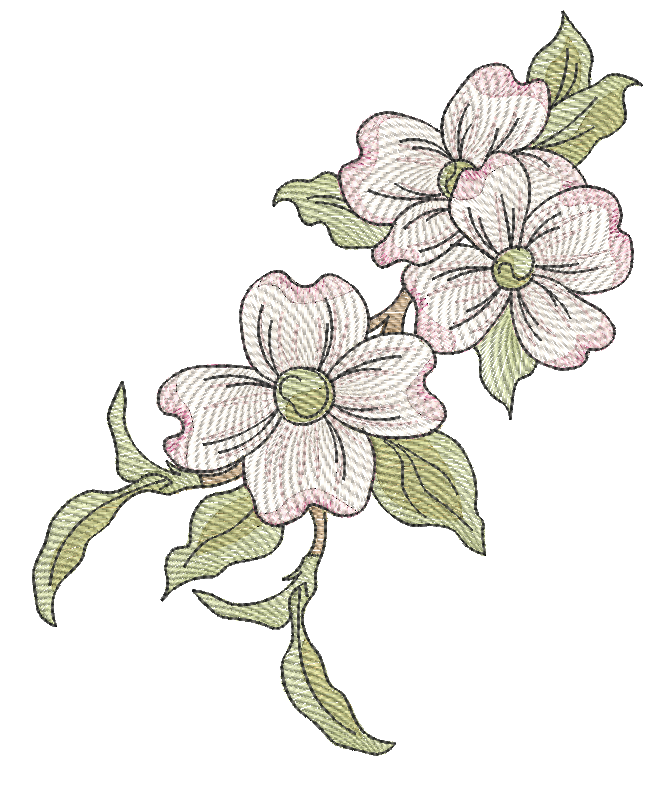 northcarolina-dogwood__02442.1733847237